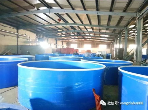 高大上 浙江的工廠化養(yǎng)殖,魚蝦增產(chǎn)之利器