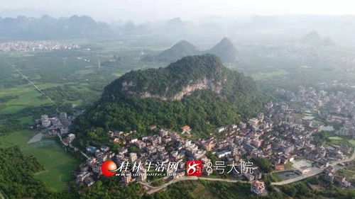 平樂(lè) 打造 三華李 鄉(xiāng)村文化 農(nóng)旅 新模式 引來(lái)眾多外地游客